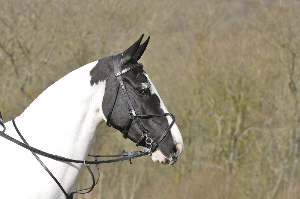 Draw Rein vs. Running Martingale Equestrian Space