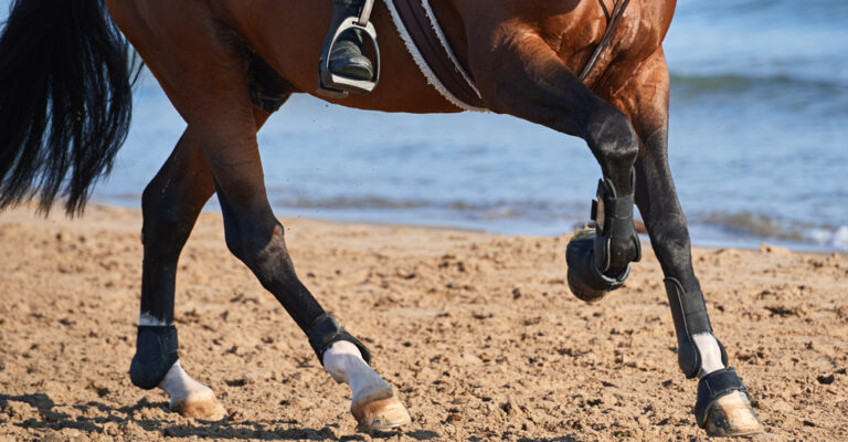 Horse and rider working through a controlled canter in an arena