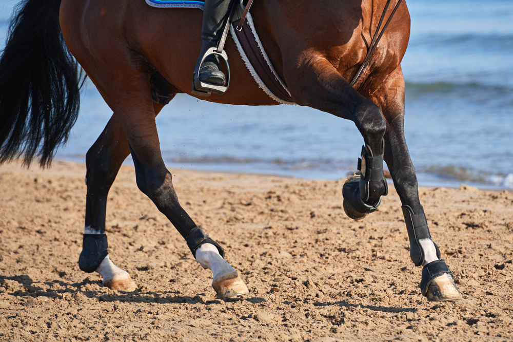 horse cantering