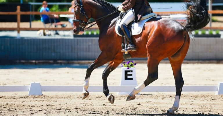 Horse and rider practicing a balanced sitting trot in an arena