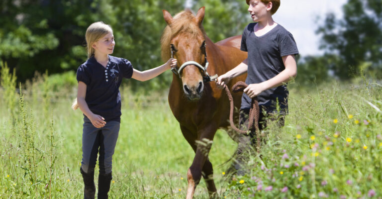 Chestnut horse being led through a grassy field by two children
