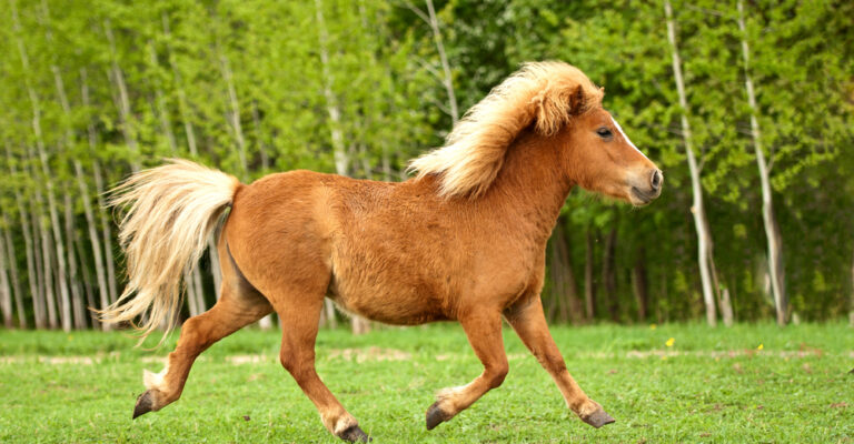 Child riding a calm pony with an adult supervising in an arena
