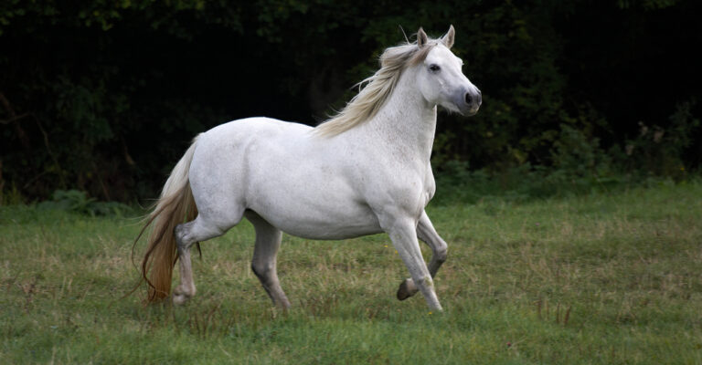 Child riding a sturdy pony in an outdoor arena
