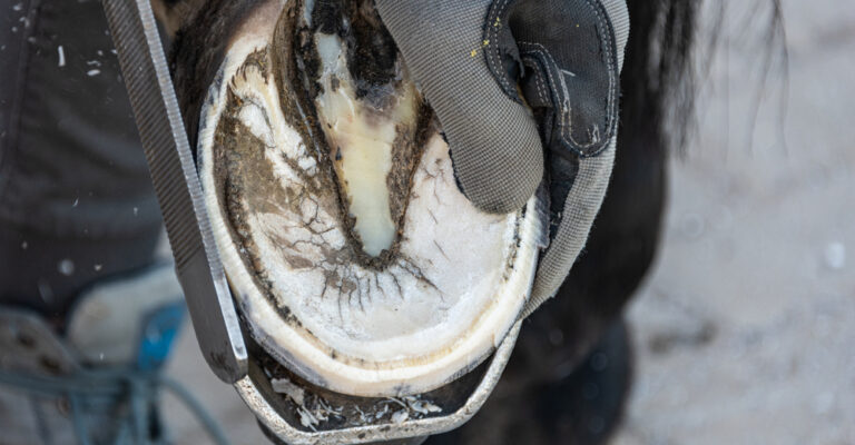 horse hoof care