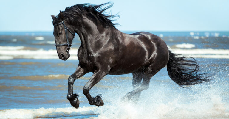 Black Friesian horse running through shallow surf with its long mane and tail blowing in the wind