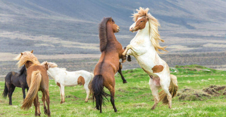 A group of long-maned horses, including a rearing pinto, grazing in a green field beneath mountains