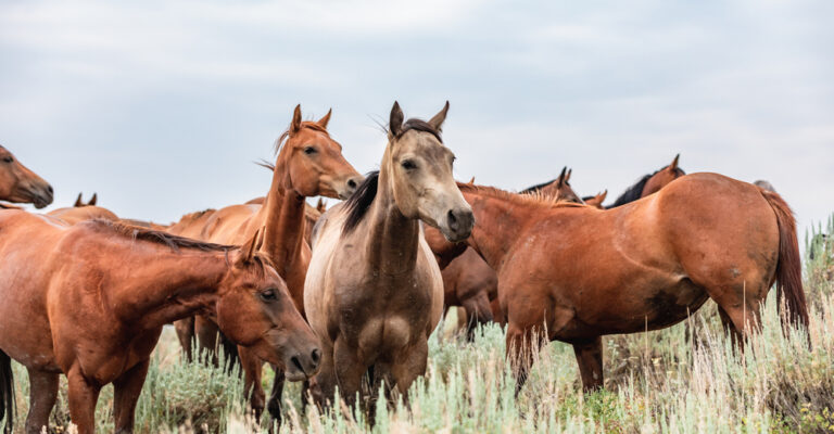Herd of horses grazing in sagebrush grassland