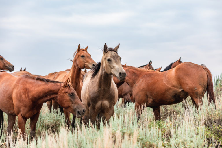 What Horse Is Best for Mountains? – Equestrian Space