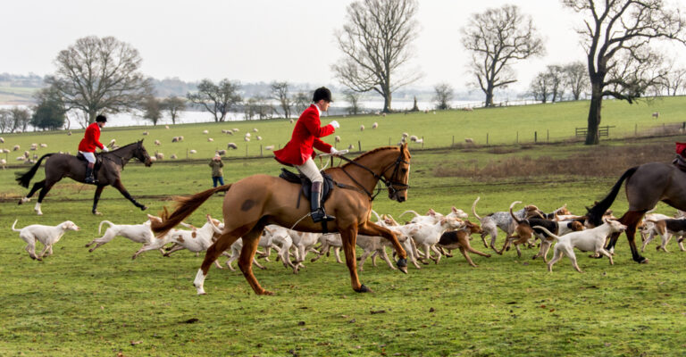 Horse used in a traditional hunting setting