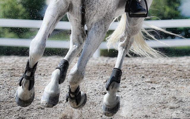 Crumb rubber horse arena footing installed
