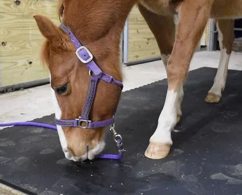 rubber horse stall mats