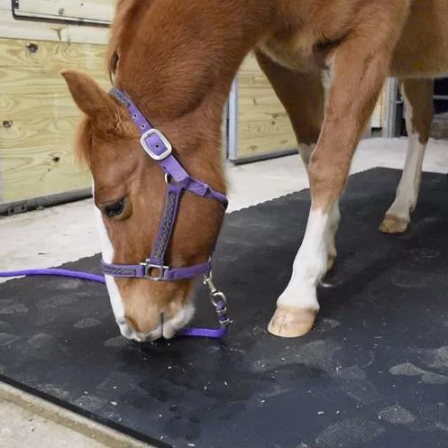 rubber horse stall mats