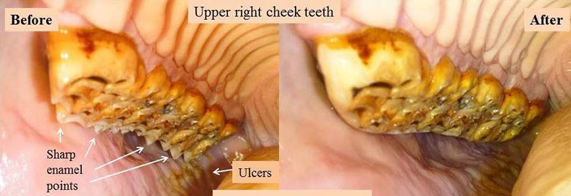 Before and after dental pictures – note sharp enamel points on the left photo with associated buccal (cheek ulceration). The right photo shows properly floated (rasped) teeth. 