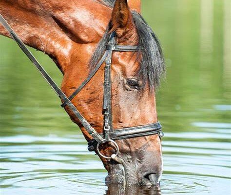 Horse drinking water during a calm handling interaction