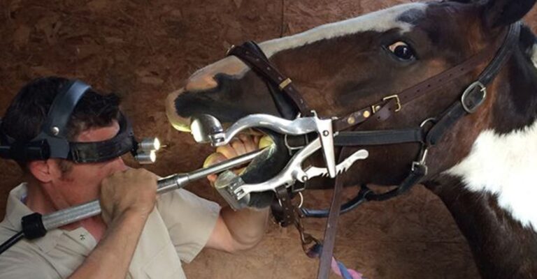 Veterinary technician examining a horse’s teeth with a dental speculum and power tool