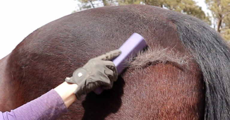 Shedding blade and grooming tool for a horse